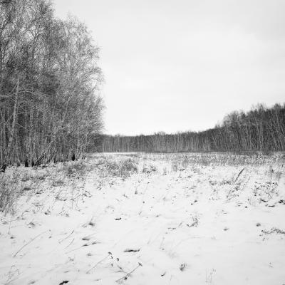 SIBERIAN BIRCH FOREST // Lars Hansen // Lars Hansen