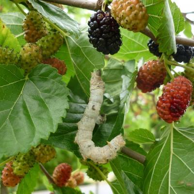MULBERRY AND SILK WORMS // Fredrik Hasselquist (1722-1752) // Courtesy: Wikimedia Commons.