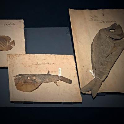 THE FISH HERBARIUM // Fish herbarium, Peter Forsskål (1732-1763) // Viveka Hansen, The IK Foundation