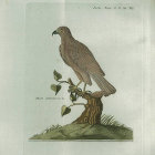 <i>Falco palumbarius L.</i> (now - Accipiter gentilis Linnaeus). Reise�2. B. T. XXL.