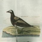 <i>Anas hyemalis L.</i> (now - Bucephala clangula Linnaeus). Reise�2. B. T. XXII.