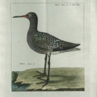 <i>Tringa fusca L.</i> (now -  Phalaropus lobatus Linnaeus). Reise�2. B. T. XXVI.