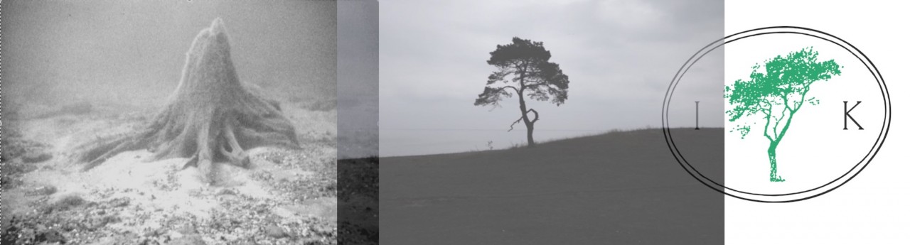 (Left) A rooted pine stump which is still presently submerged at 14 meters below sea level in the Baltic Sea, and remains in the same position where it once grew for more than 10 000 years ago. Photo: J Lemte | The IK Foundation.