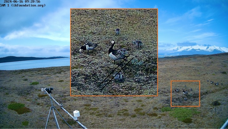 THE FIELD STATION SOLANDER’S EYE | Breiðamerkurjökull | Vatnajøkull National Park | Iceland.
Grazing Barnacle geese with this year’s goslings were observed on Monday morning.