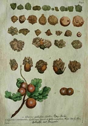 NEW ESSAY | iTEXTILIS: Brown Colours – Carl Linnaeus’ Provincial Tours and Dyeing Experiments. www.ikfoundation.org/itextilis…