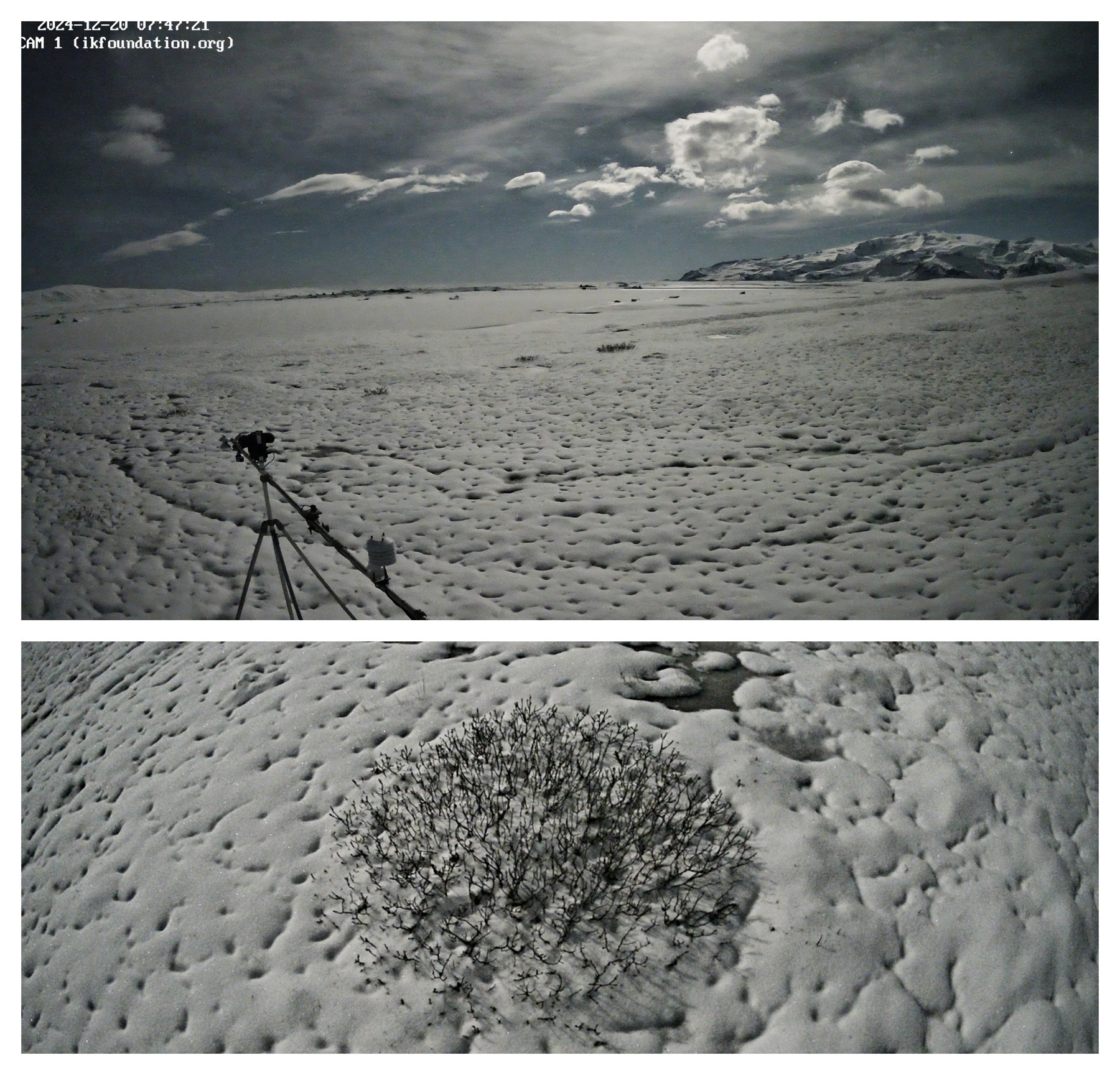 THE FIELD STATION SOLANDER’S EYE | Breiðamerkurjökull | Vatnajøkull | Iceland. Fresh, wet, and compacted snow blanketed the landscape overnight. Pioneer flora of the young landscape faces challenges – this shrub has been documented since 2022.
www.ikfoundation.org/fieldstat…