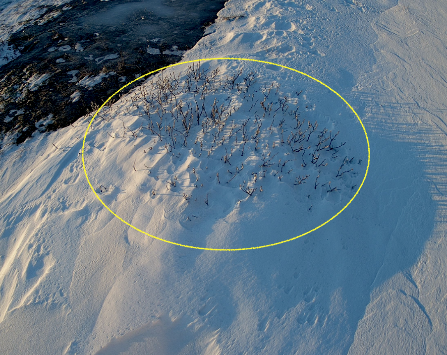 THE FIELD STATION SOLANDER’S EYE | Breiðamerkurjökull | Vatnajøkull | 
The soil temperature (-12 cm) under this snow-covered Salix shrub is currently -5°C, almost twice as cold as the air temperature. >  www.ikfoundation.org/fieldstat…