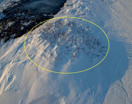 THE FIELD STATION SOLANDER’S EYE | Breiðamerkurjökull | Vatnajøkull | 
The soil temperature (-12 cm) under this snow-covered Salix shrub is currently -5°C, almost twice as cold as the air temperature. >  www.ikfoundation.org/fieldstat…