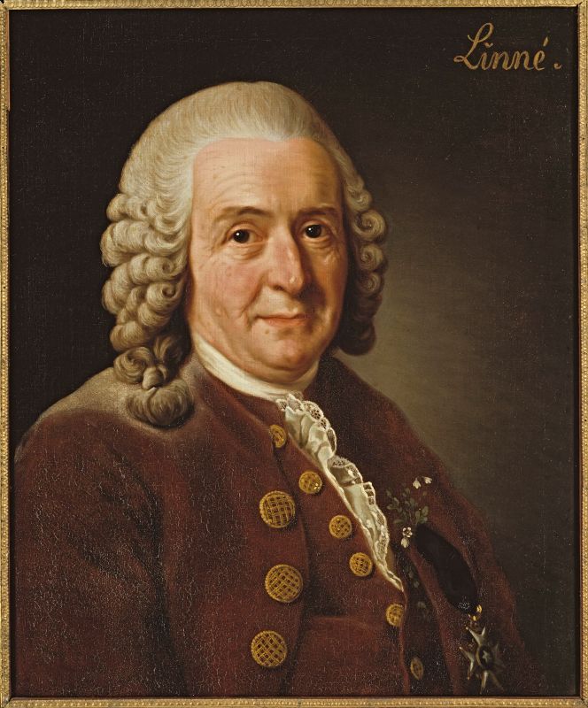 In this oil on canvas by Alexander Roslin (1775), Carl Linnaeus is portrayed in brown-red garments reasonably late in his life. He is dressed in a ruffled shirt and probably ‘a frock coat of mixed colours with gilded buttons’, listed under ‘Everyday Clothes’ in the estate inventory three years later. However, judging by portraits, there is no indication that Linnaeus preferred brown shades for his clothes. Besides, brown-red garments give examples of depicted red, blue and black clothes over his lifetime. (Courtesy: Nationalmuseum, Stockholm, Sweden).