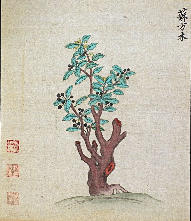 Caesalpina belongs to the plant family Luguminosae, genus Casalpiniodeae, a group of trees and bushes growing in tropical areas. For several Caesalpina species, the wood has been used as a dyestuff for centuries. (Courtesy: Wellcome Images: Artist, Zhou Hu and Zhou Xi, Japan).