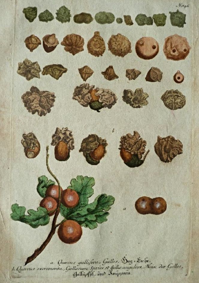 Gall or oak apples are little round or uneven growths which can appear on the leaves of Swedish oak trees and on Quercus species of other countries. Large quantities were nevertheless imported into Sweden in the 18th century, mainly from Asia, to cover the demand from the dye-works as well as other operations. (From: Weinmann…Plate – N. 846, vol. IV. 1745).