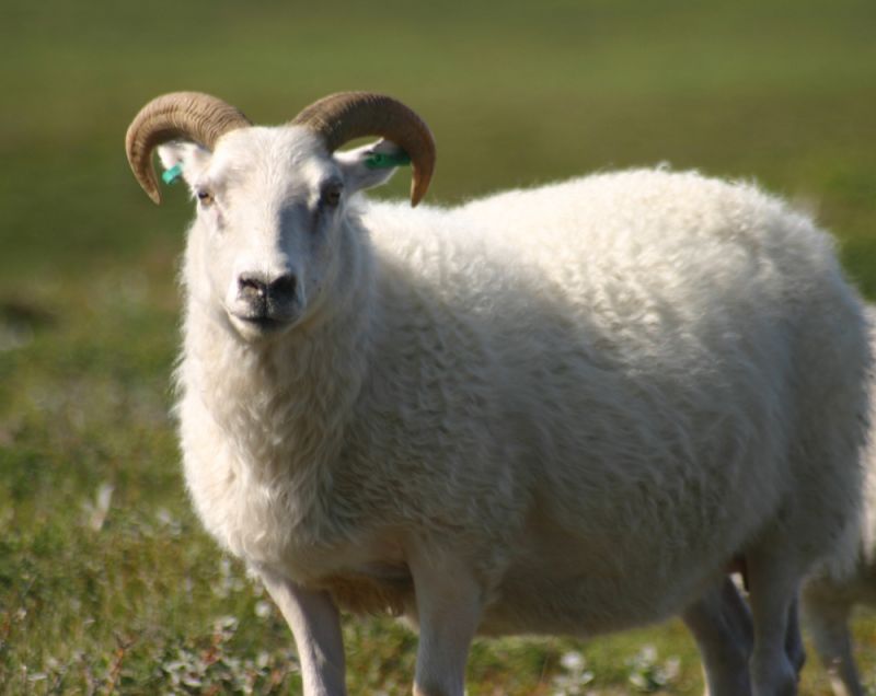 An Icelandic sheep, demonstrates the type of white wool – or varieties of grey or brown shades – which was sold in the Malmö shop in 1842, probably transported via sea from Iceland ca 2,500 kilometres away. (Photo: Wikimedia Commons).