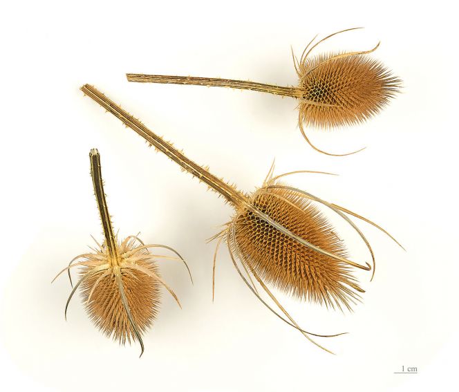 Fruit at maturity, of Fuller’s teasel. Several plants of the Dipsacus genus have a long and  important history in the fulling process of woollen cloth. The aid of this plant was probably  in use during the Medieval period in Malmö – as in many other places – to make the coarse  fabrics warm and suitable for the cold climate (Courtesy of: Wikimedia Commons).