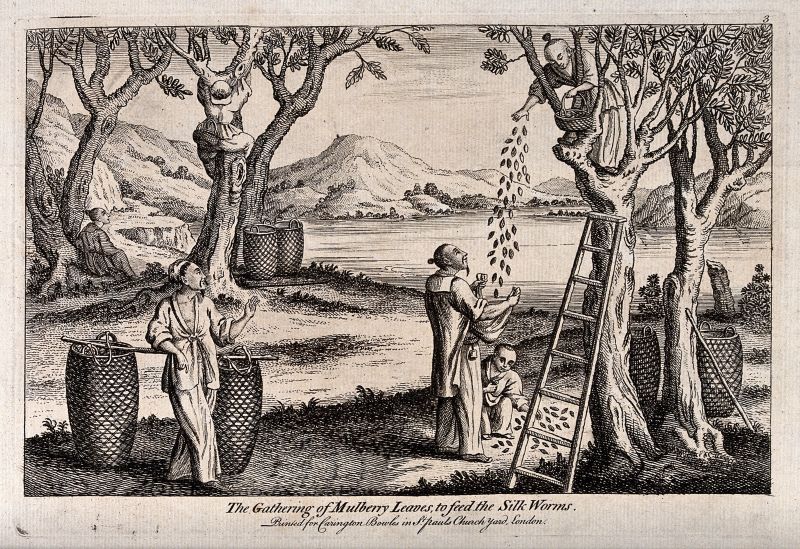 Linnaeus’ memoranda to the first of his long-distance travelling apostles, Christopher Tärnström, among many matters, listed ‘Seeds from the Chinese mulberry tree’ (no. 2 in the list below), but as Tärnström never reached China, it never came to be realised. | 18th century engraving showing; ‘The gathering of Mulberry leaves, to feed the Silk Worms’ in a silk manufacturer in China. (Courtesy: Engraving. Wellcome Collection. 44097i. Public Domain).