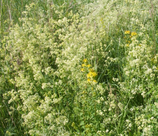 Northern bedstraw (Galium boreale) is a useful plant for both sustainable yellow and red dyes on wool.  Carbonised seeds of several Galium species have also been found in excavations in Lockarp, Svågertorp and  other places close to settlements in the Malmö area, together with other seeds believed to have acted as  cultivating plants. That some species of this genus was used for textile dyeing is one likely possibility.  Northern bedstraw in late June. (Photo: Viveka Hansen.)