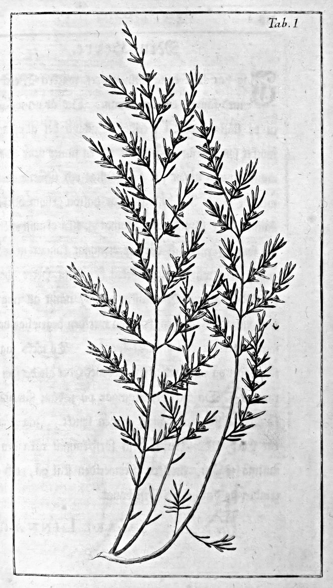 The moth-resistant plant Baekia frutescens was not only described in Osbeck’s journal but also shown in an illustration enclosed in an edition printed in 1771. He had also discovered that this useful plant kept his clothes free from moths during his homeward voyage. In his chest were kept not only his clothes but, most likely, all the private belongings of value that he had brought with him. (Illustration in Pehr Osbeck’s journal printed in an English edition 1771). 