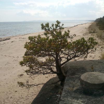 Windswept tree - Skåne, Sweden