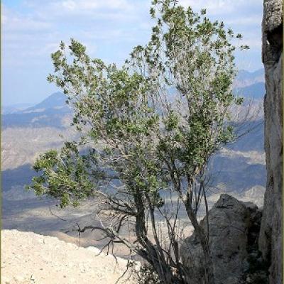Windswept tree - Jebel  Ghaweel, Arabia