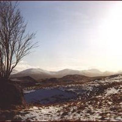 Windswept tree - Glencoe, Scotland