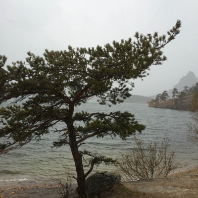 Windswept tree - Lake Burabay, Kazakhstan
