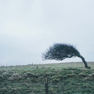 Windswept tree - Seven Sisters Cliffs, East Sussex, United Kingdom