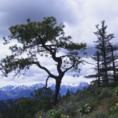 Windswept tree - Tronsen Ridge. Chelan County. Washington., United States