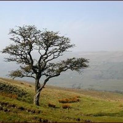 Windswept tree - Wasset Fell, United Kingdom